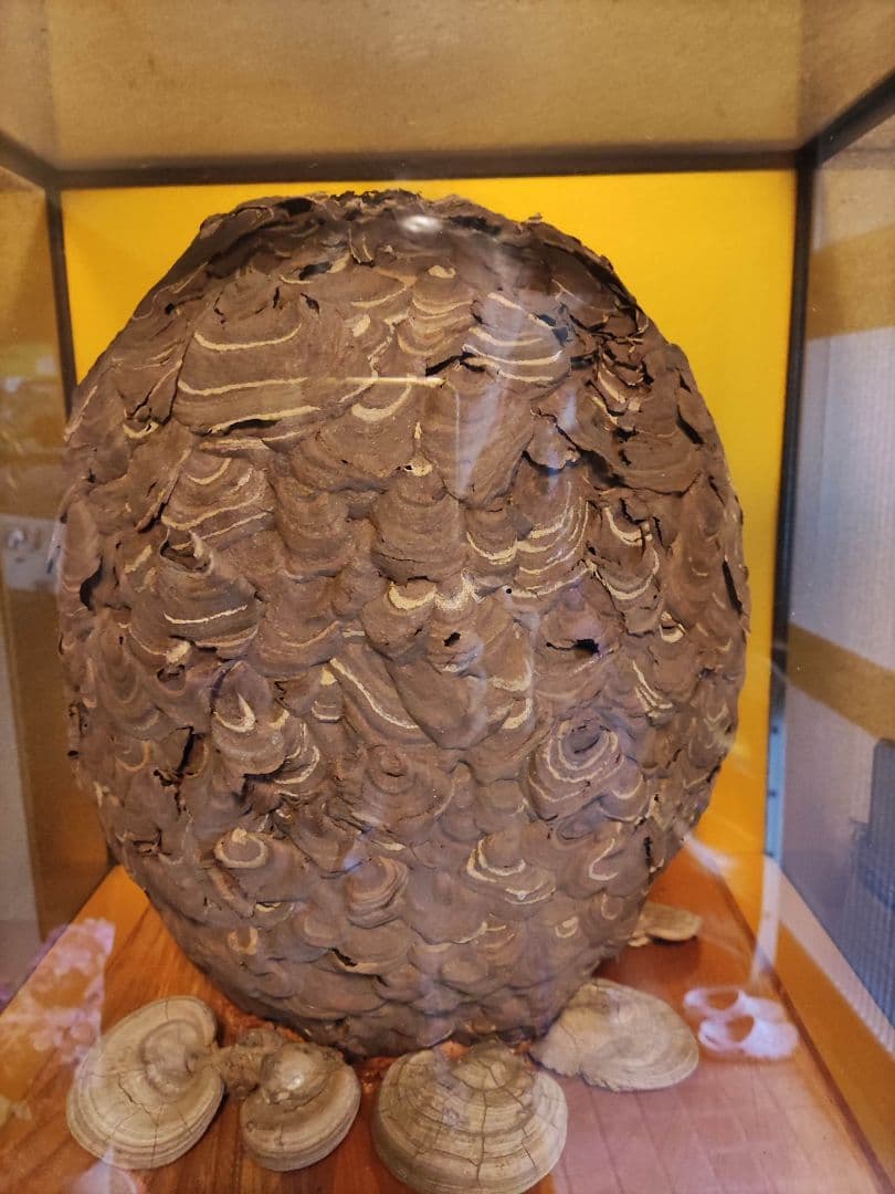 鳥の剥製、日本人形、スズメバチの巣、酒瓶