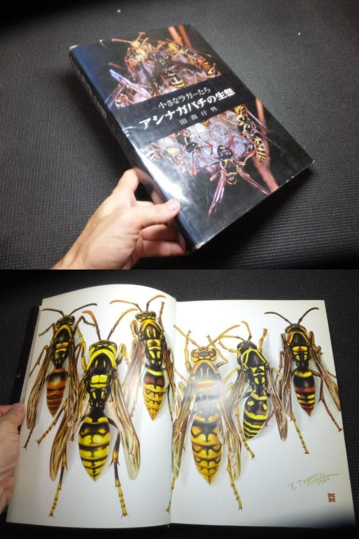 田淵行男！小さなラガーたち！アシナガバチの生態！　　　 　　検高山蝶大雪の蝶標本