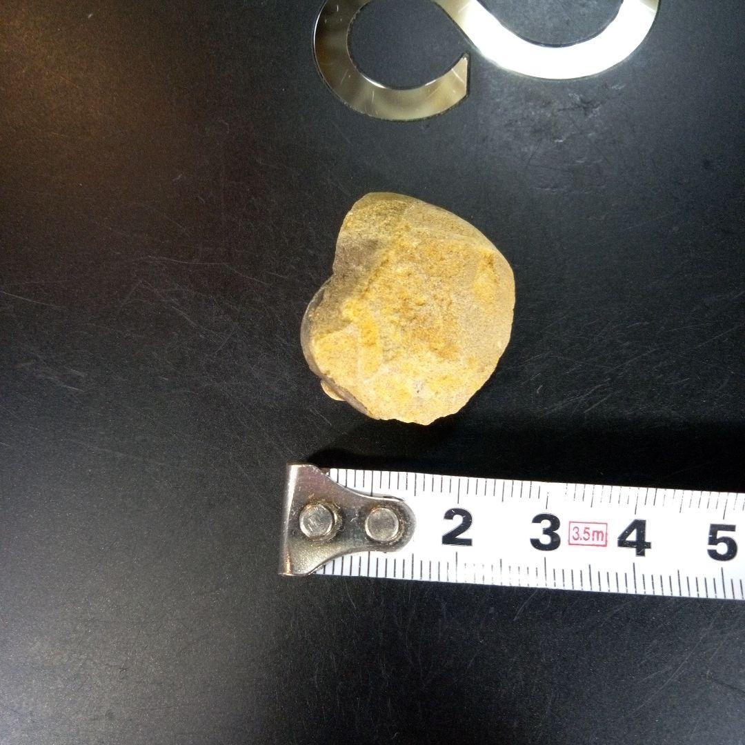 三葉虫　化石　fossil　ボリビア産　trilobite　南アメリカ化石郡⑧