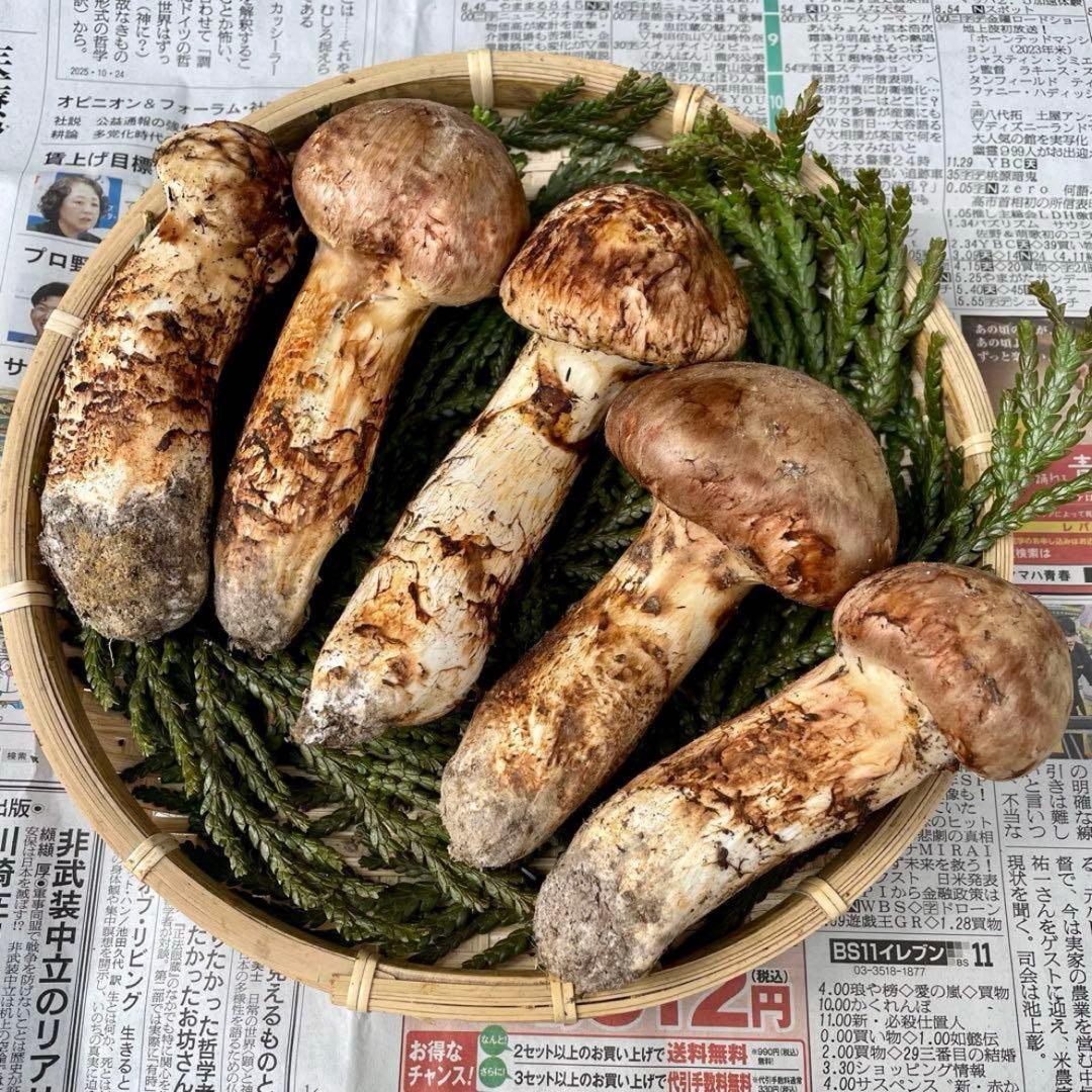 天然きのこ 松茸 国産 良品‼️ マツタケ まつたけ 大自然の凛さん採取その191