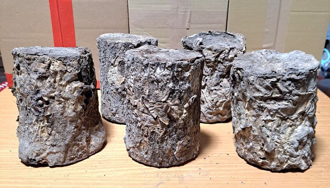 Ｌサイズ × ５本 クヌギ 土埋め レイシ (霊芝) 産卵材 柔らか仕上げ！