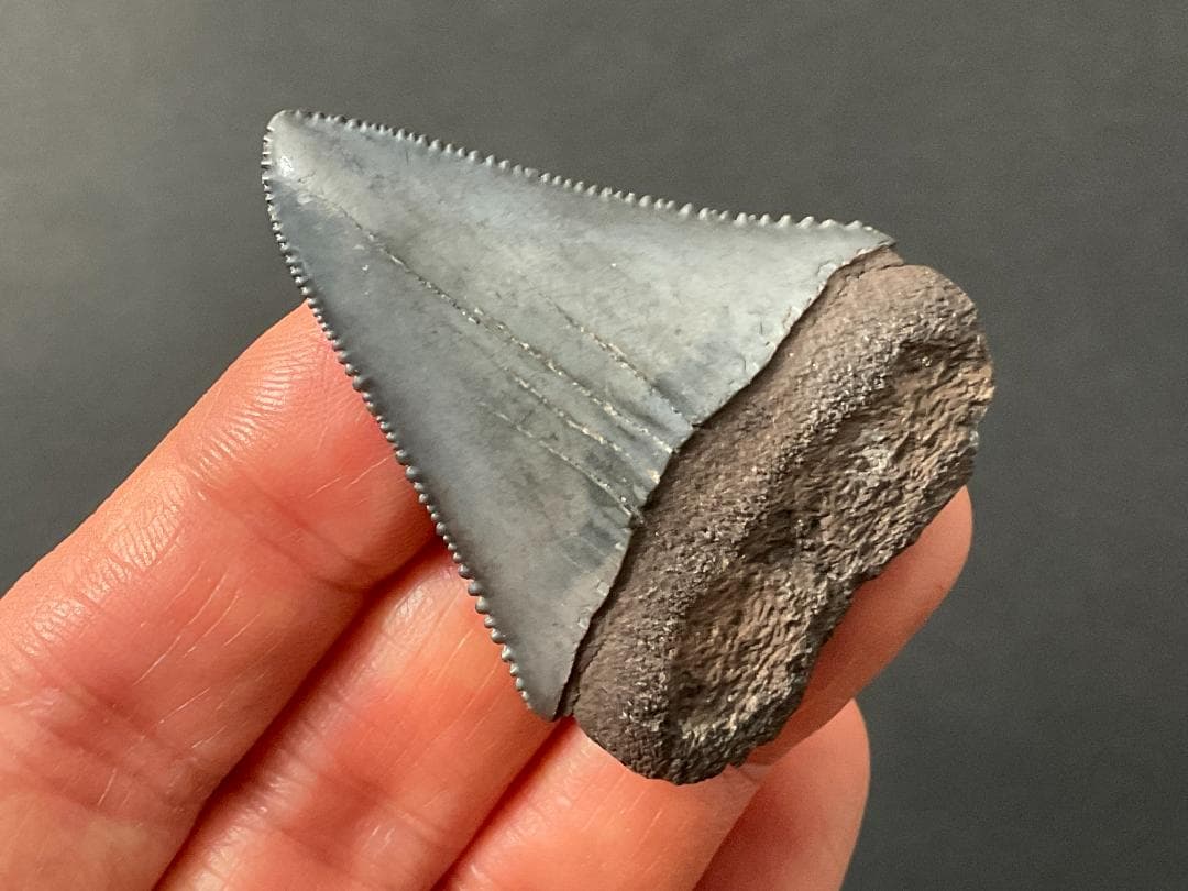 サメの歯 [GR215] ホホジロザメ ホオジロザメ 化石 希少 レア