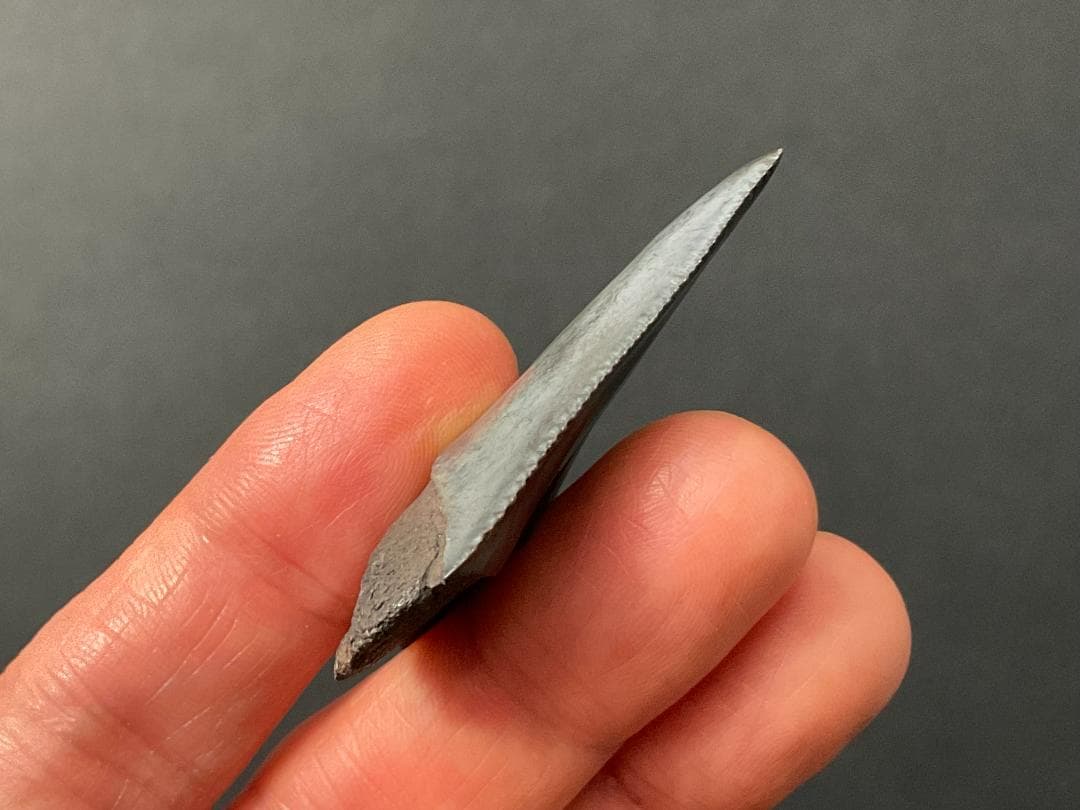 サメの歯 [GR215] ホホジロザメ ホオジロザメ 化石 希少 レア