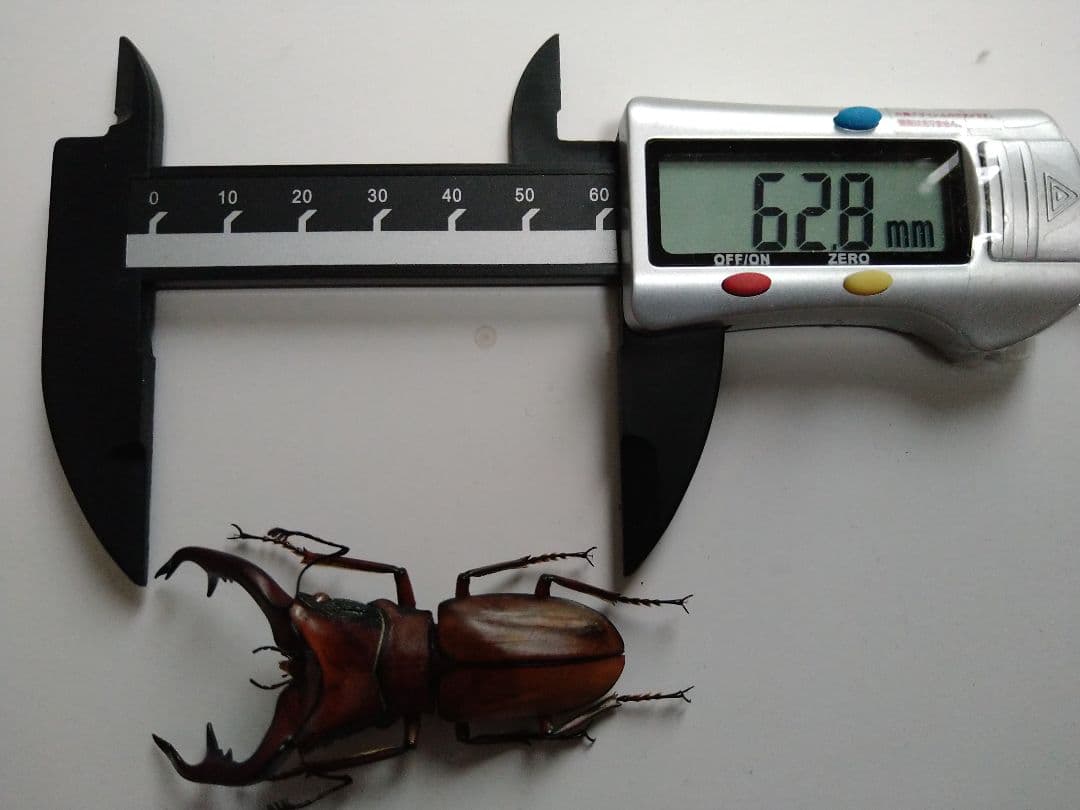 アラガールホソアカクワガタWD標本