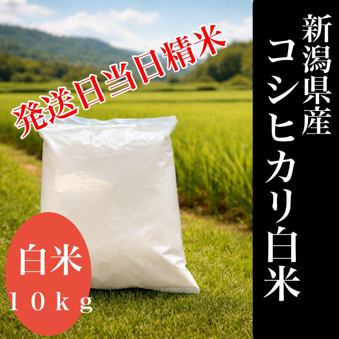 令和７年新潟県産コシヒカリ白米　米　お米　米　コシヒカリ