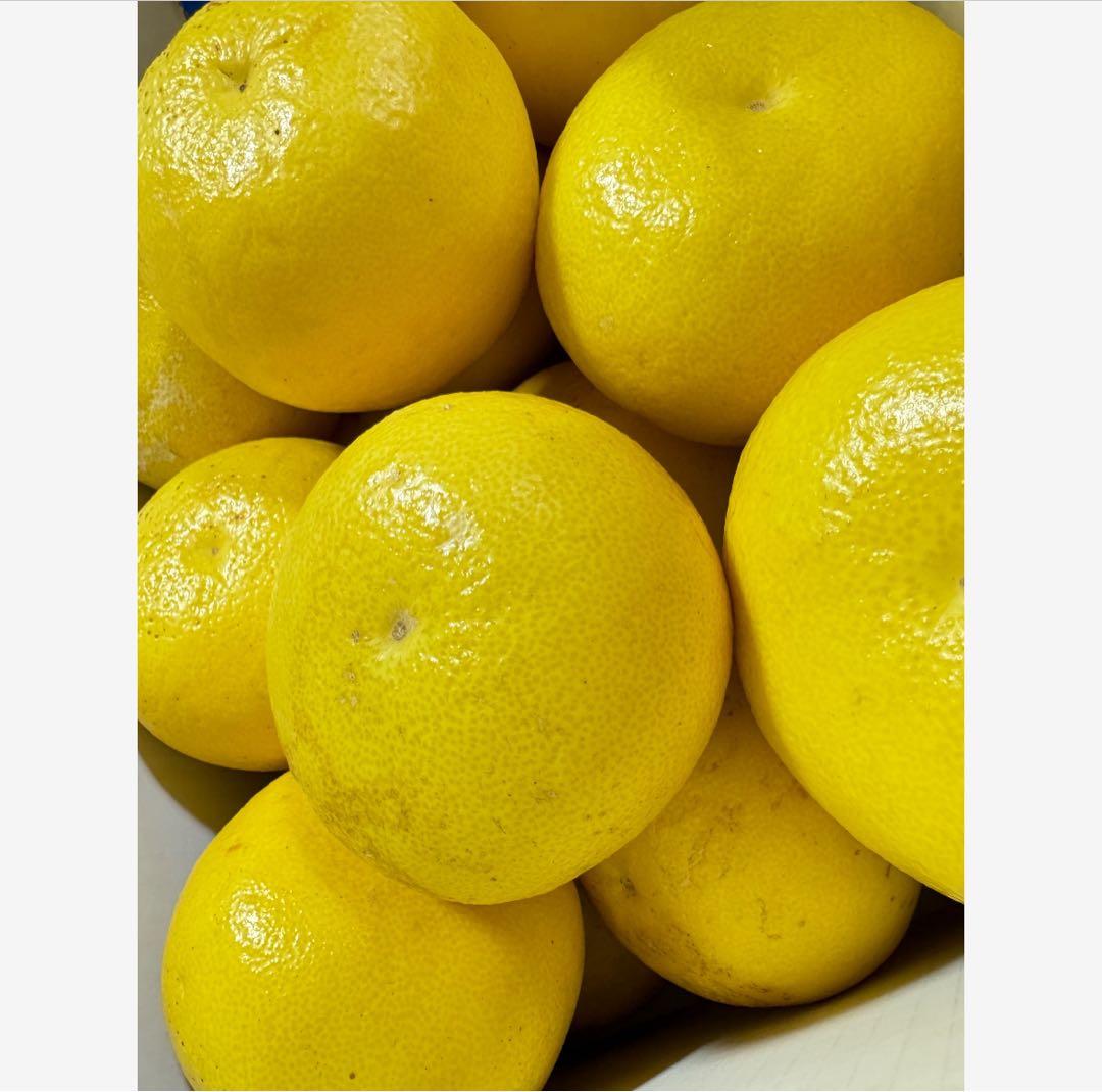 15高知特産 露地栽培 土佐文旦 3L4L文旦 約20kg 大玉 サイズ