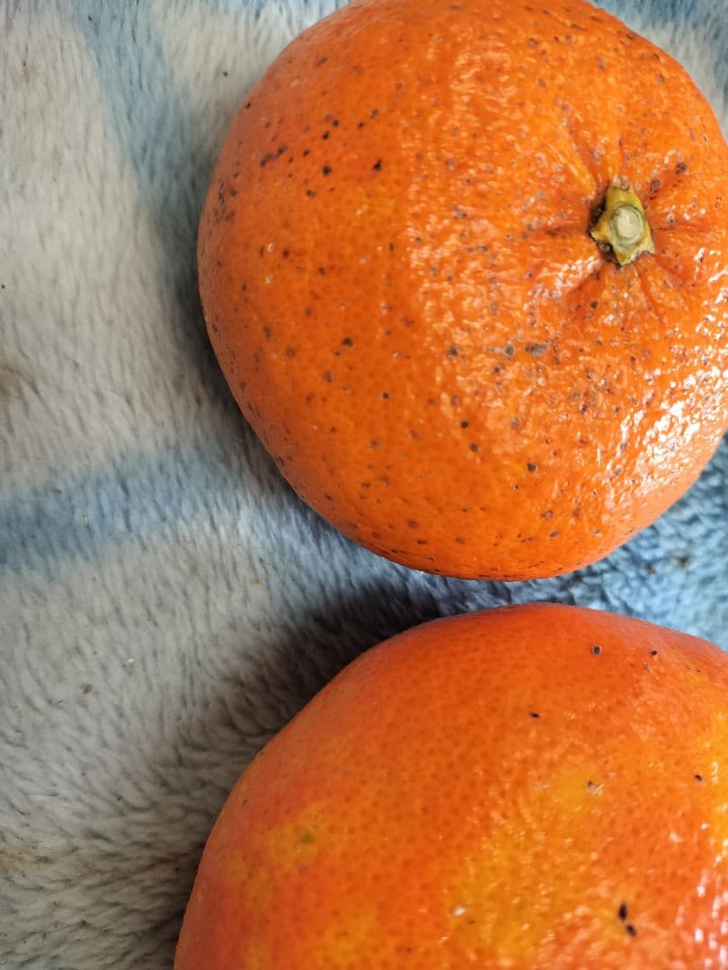 甘平　箱込20キロ　　サイズバラM〜3L　愛媛県松山市産