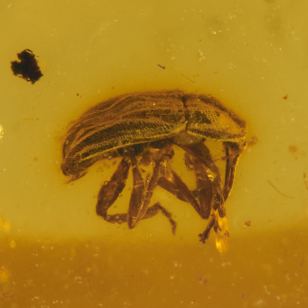 レア極上品 PA0021虫入り琥珀化石　ミャンマーカムティかタナイ9900万年前