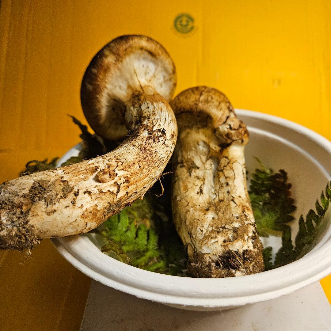 松竹梅 岩手県産松茸165g