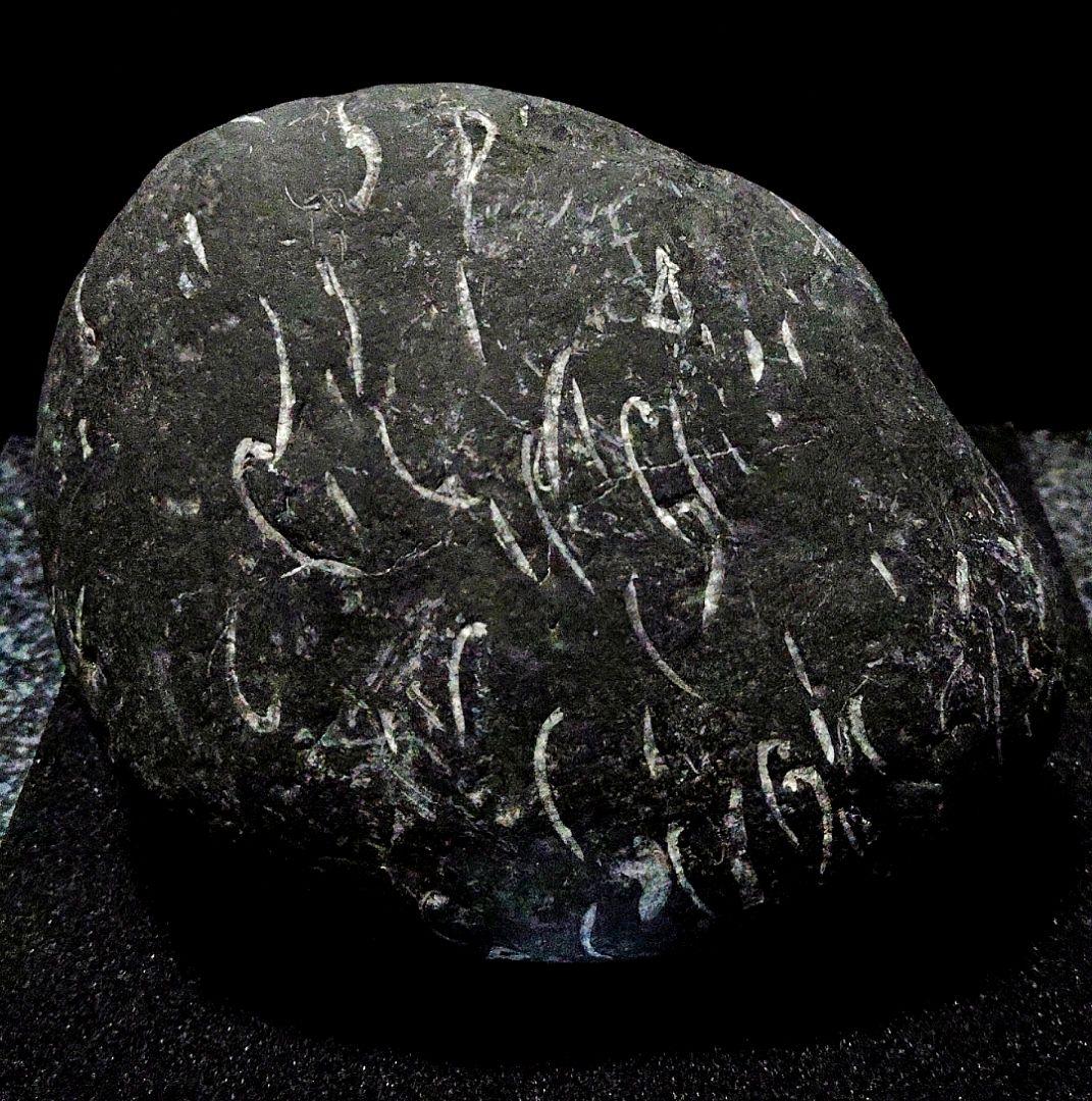 ★貝化石★糸魚川来馬層【大所川・転石・川ズレ・ウブ914ｇ】