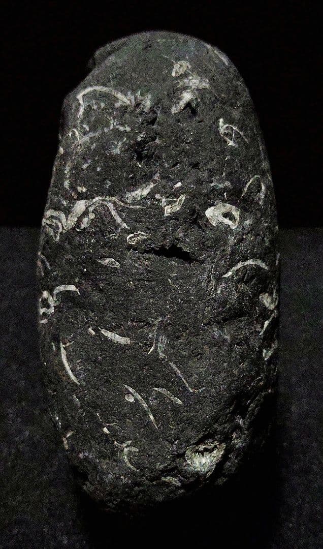 ★貝化石★糸魚川来馬層【大所川・転石・川ズレ・ウブ914ｇ】