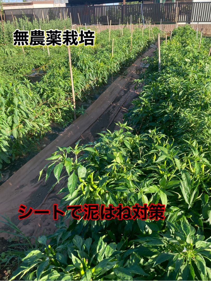 大分慶珉 黄金唐辛子乾燥　1000本