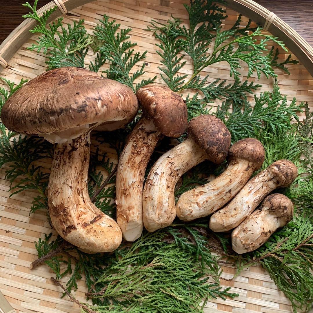 【岩手県産天然松茸】100g×3袋　松茸ご飯土瓶蒸し用　300g 産地直送お手軽