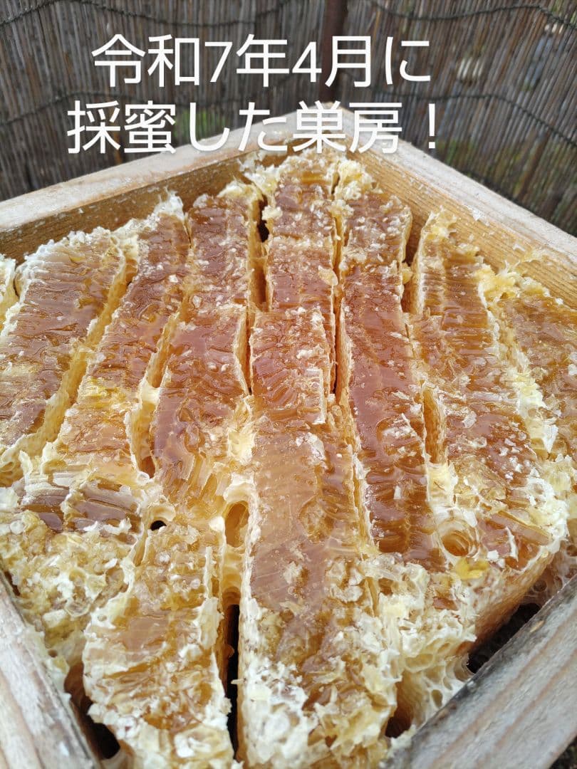 新蜜　日本ミツバチの百花蜜（１年物）㊶　550ｇ✕4本（2.2Kｇ）