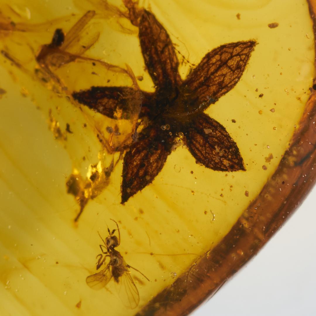 レア極上品 PA0004虫入り琥珀化石　ミャンマーカムティかタナイ9900万年前