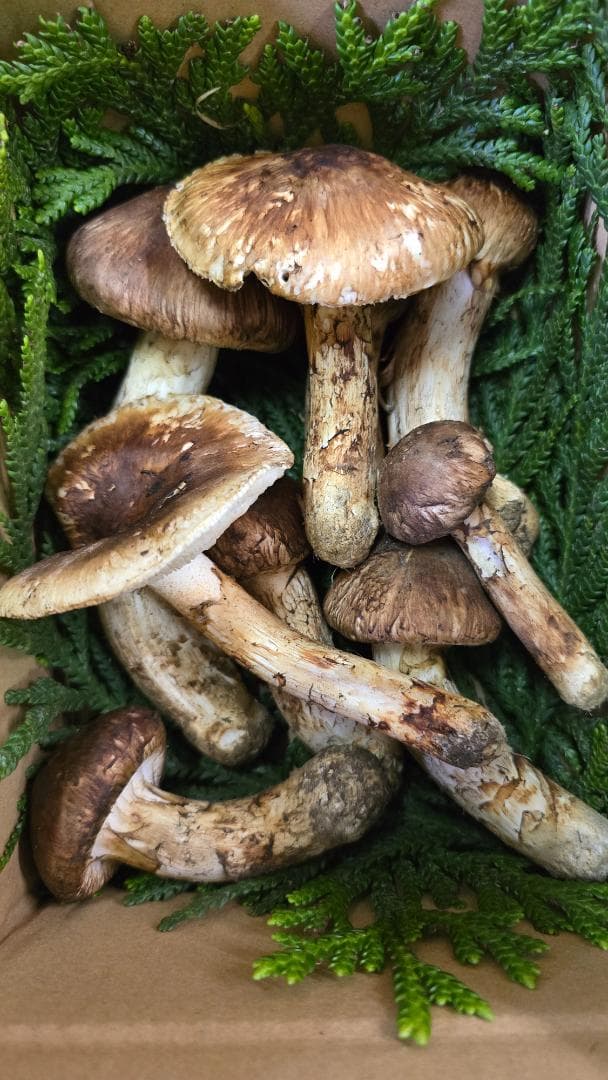 岩手県産 松茸 299g　＋おまけ61.9g(写真3)+51.7g(写真4)