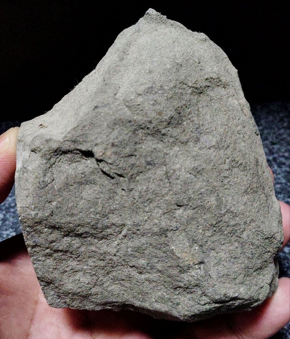 はにわ★ようばけ化石★古秩父湾【1550万年前のホタテ0.8kg】