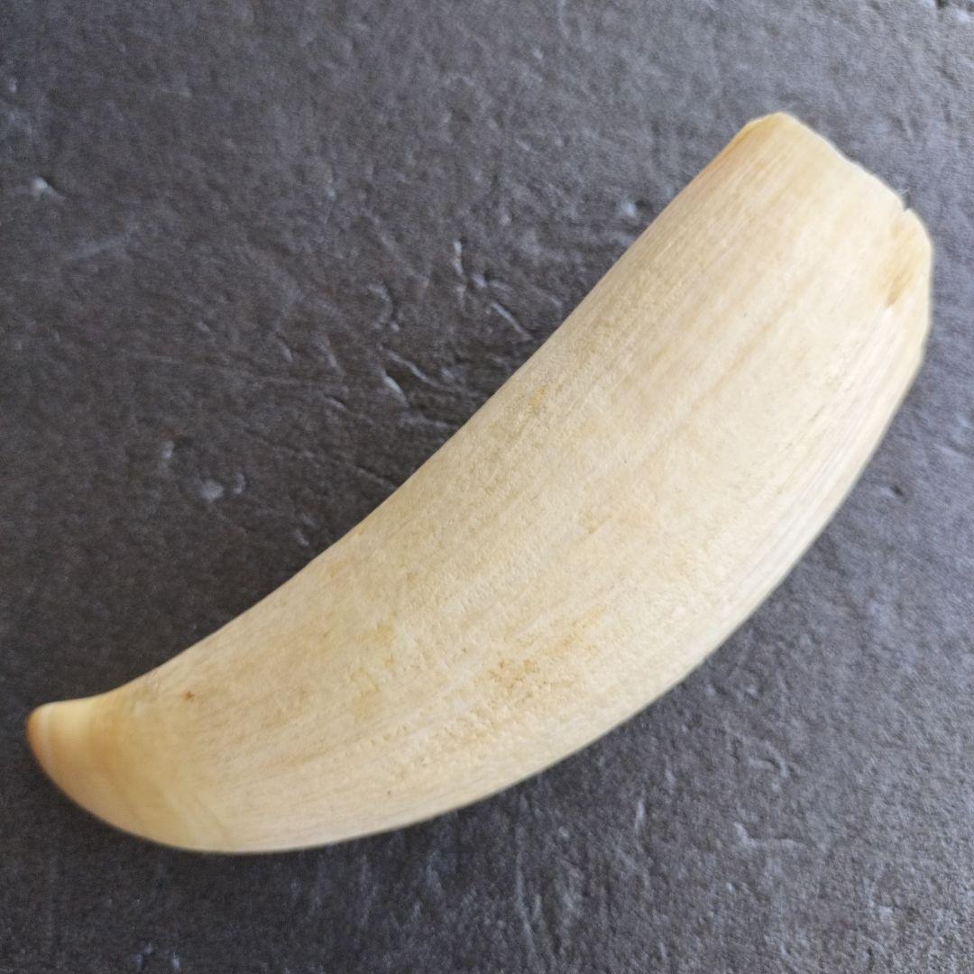 マッコウクジラ歯　牙　未加工　199グラム【工芸素材に】