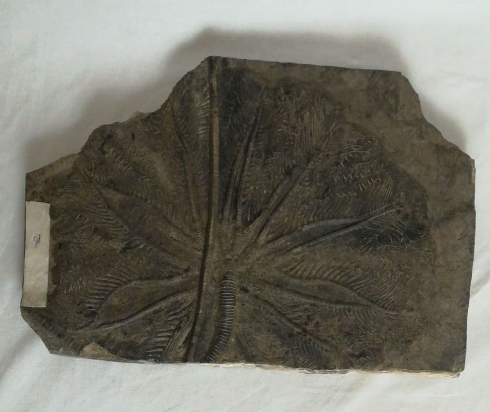 希少　レア　ウミユリ　化石　植物化石　プレート　置物