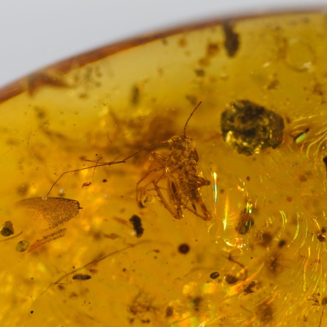 レア極上品TT0033花虫入り琥珀化石ミャンマーカムティかタナイ産9900万年前