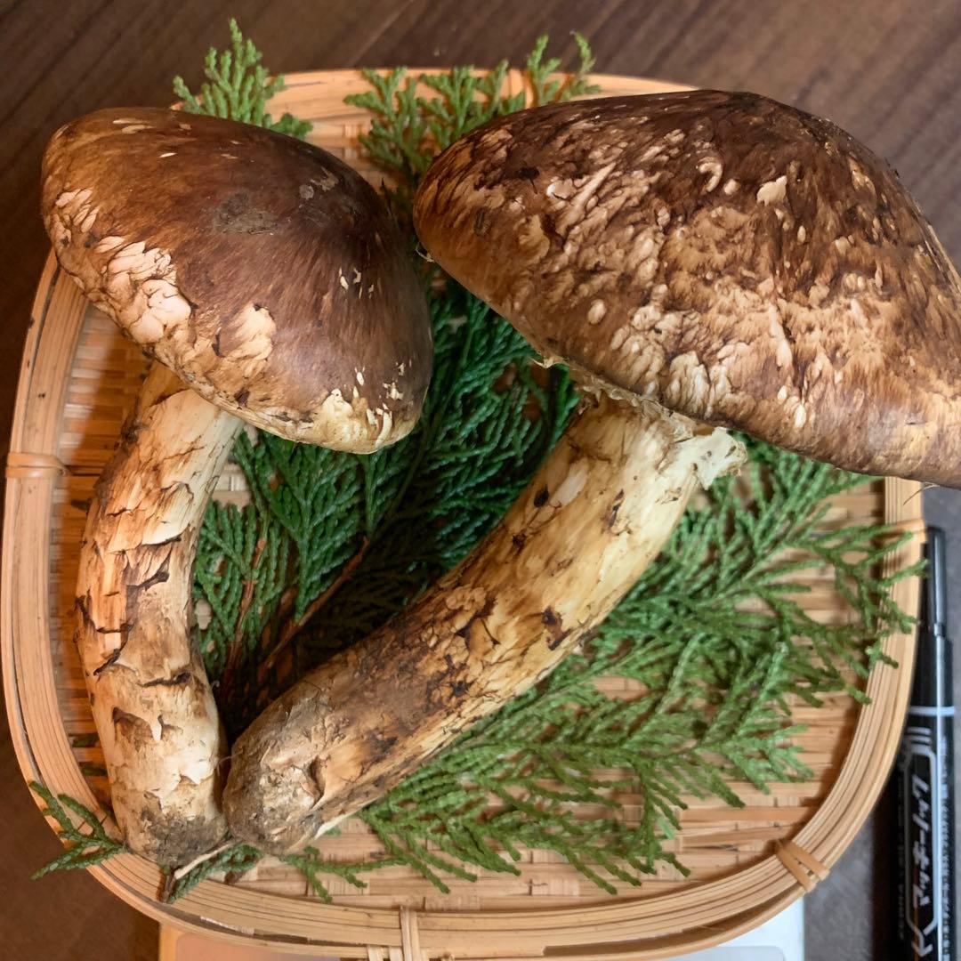 ⑤秀品【岩手県産天然松茸】収穫最終　国産本場　開き採れたて　太くて綺麗　207g