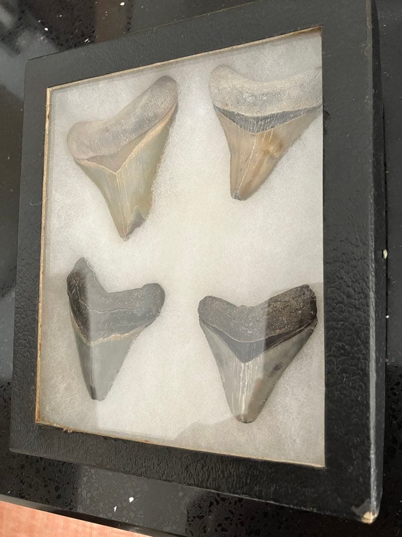 サメの歯　化石　4点ケース付き