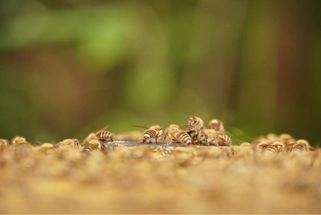ハチミツ　日本蜜蜂の蜂蜜　奥山の奥のはちみつ