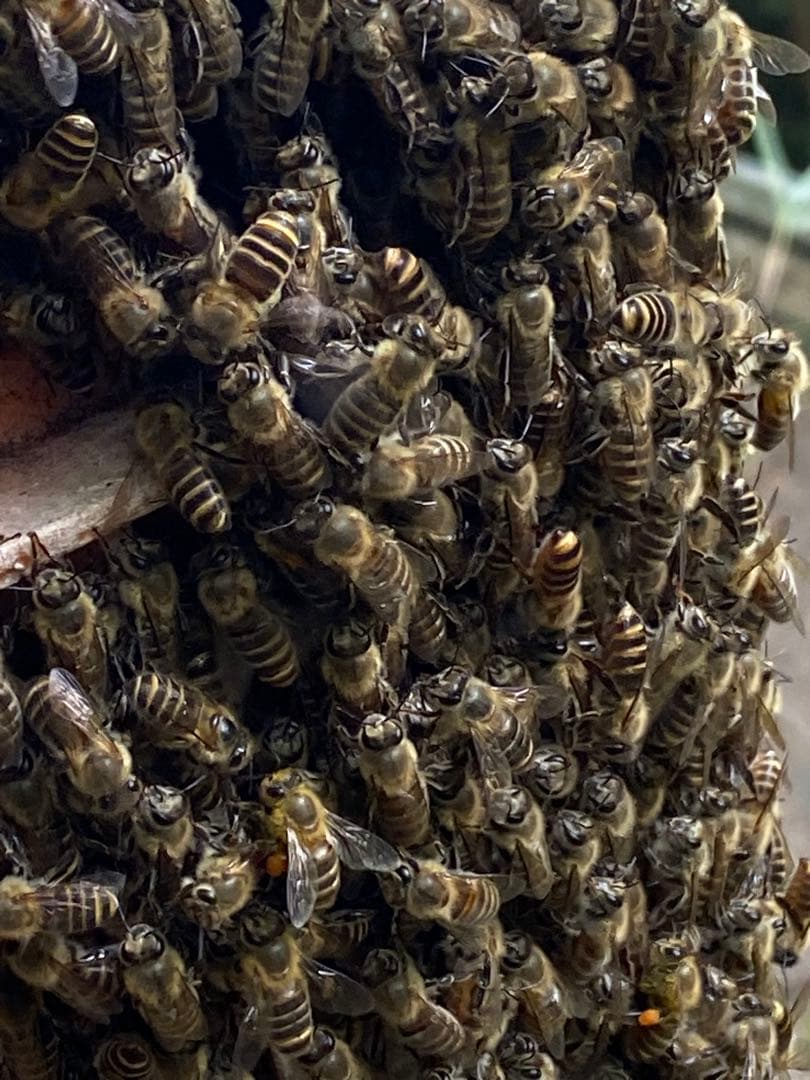 ハチミツ　日本蜜蜂の蜂蜜　奥山の奥のはちみつ