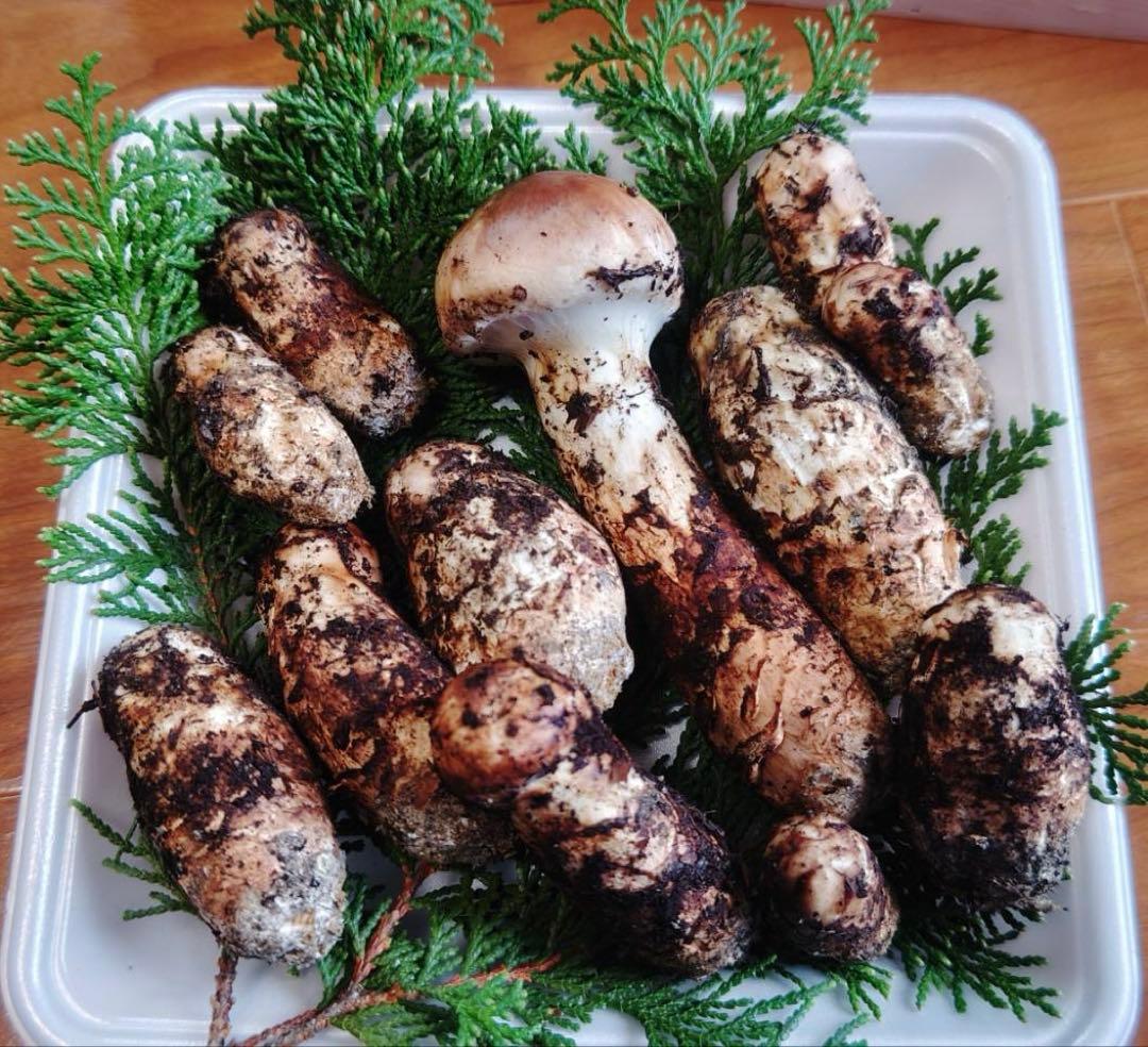 国産松茸 305g 12本 全蕾 兵庫北部 但馬産 極上 11/3 シーズン終盤