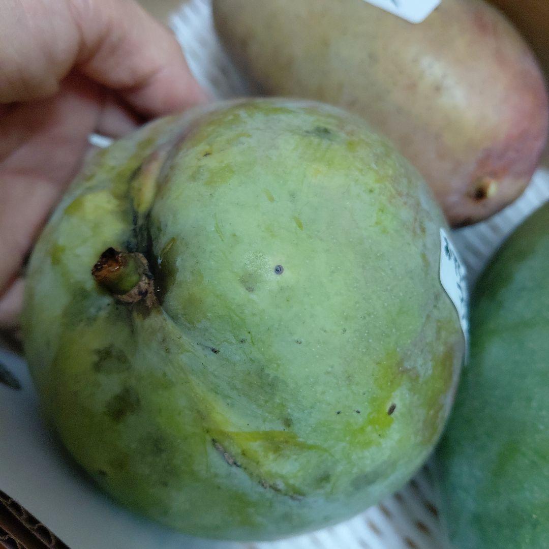 追熟型①と②　色々マンゴー食べ比べセット