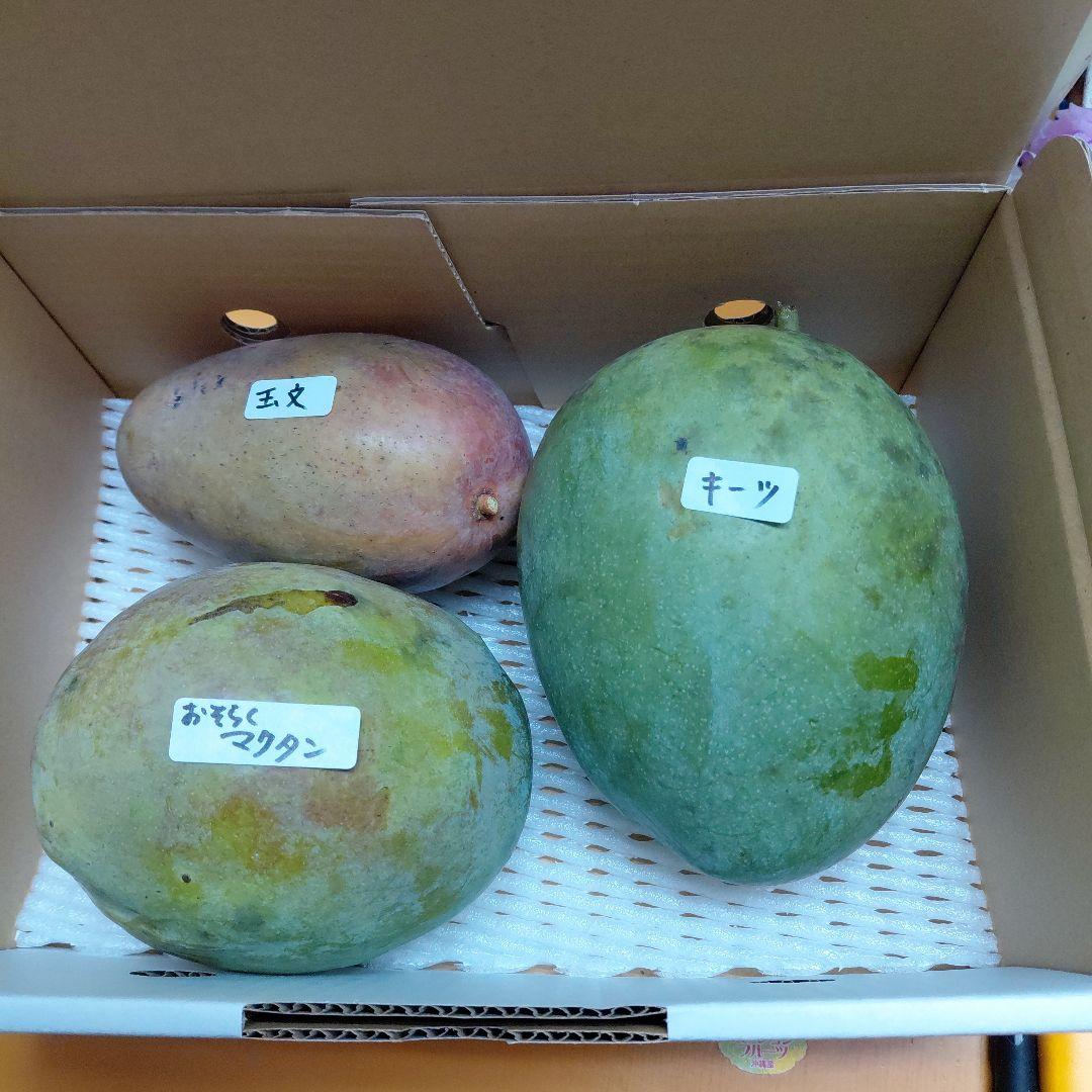 追熟型①と②　色々マンゴー食べ比べセット