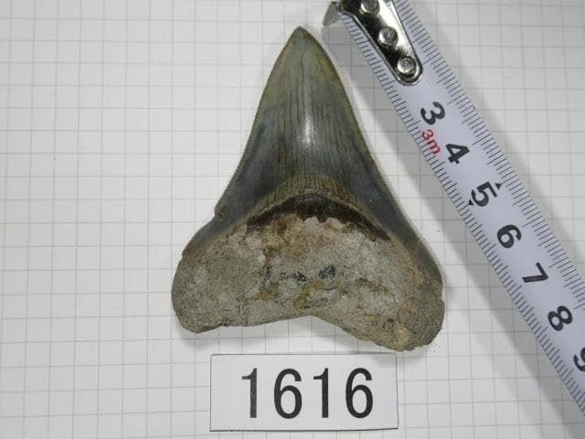 化石 サメの歯　メガロドン　インドネシア　7.2cm　No.1616