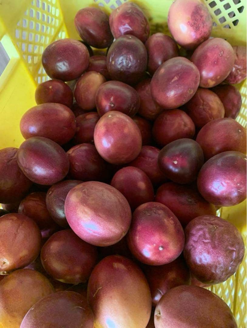 食べごろ パッションフルーツ10キロ 限定出品‼️