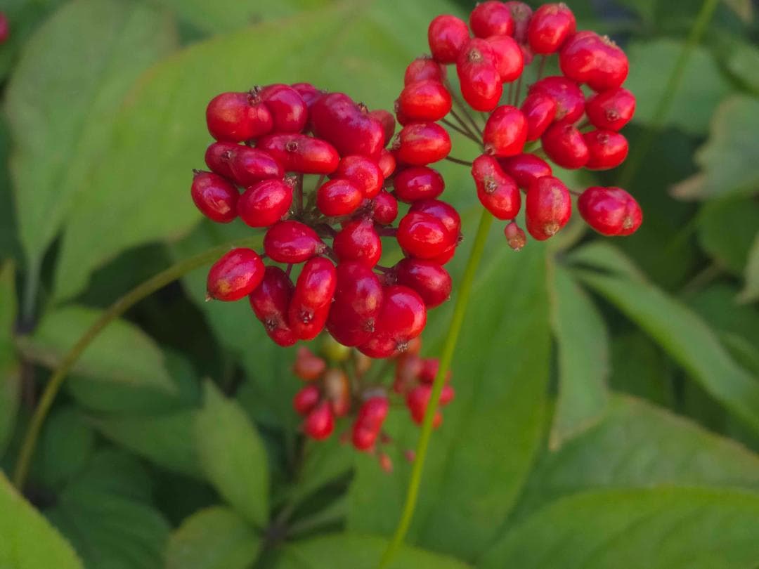 【専用】オタネニンジン 種子【白種】1500粒+【殻割発芽処理済】150粒