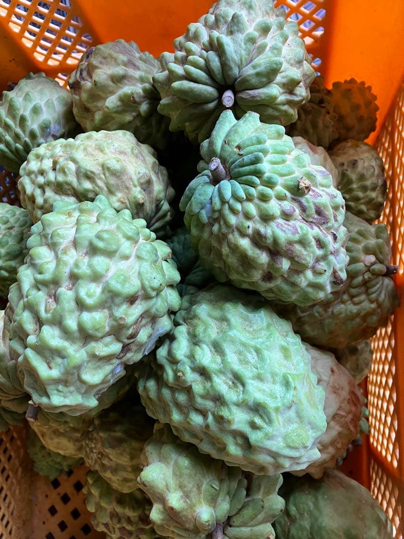 アテモヤ6キロ　ご自宅用に