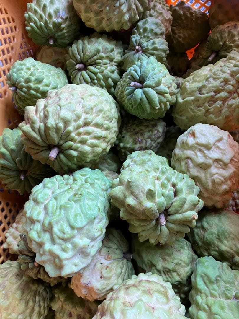 アテモヤ6キロ　ご自宅用に