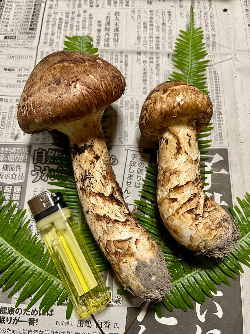 【大阪泉州産】天然松茸　採れたて　2本165g 国産