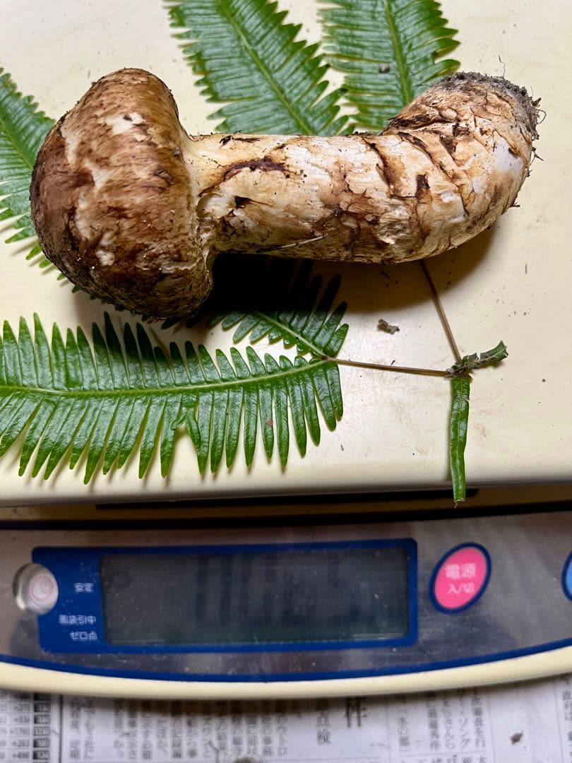 【大阪泉州産】天然松茸　採れたて　2本165g 国産