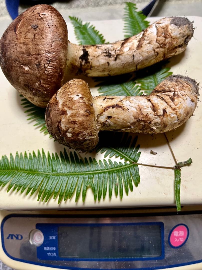 【大阪泉州産】天然松茸　採れたて　2本165g 国産