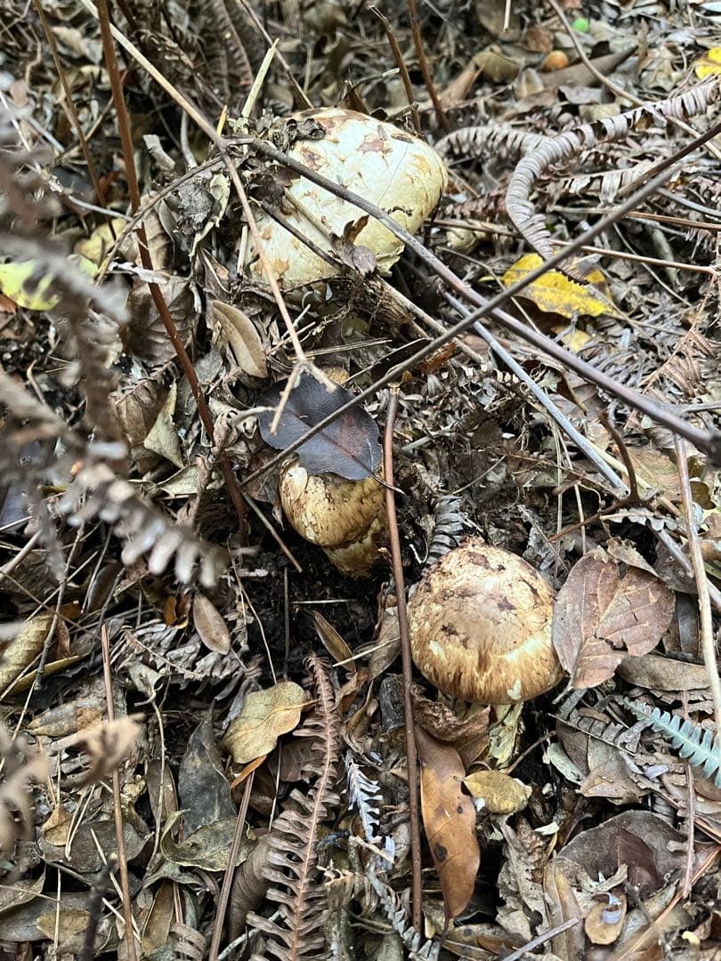 【大阪泉州産】天然松茸　採れたて　2本165g 国産