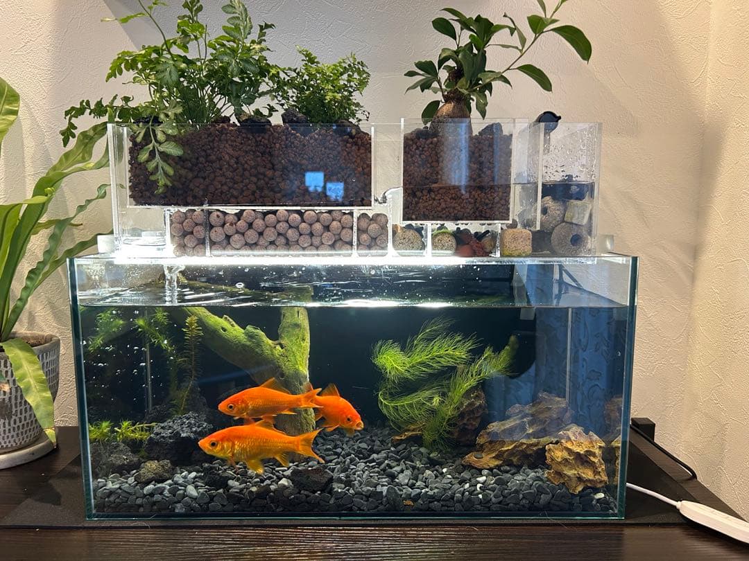 すぐ始められる！！上部濾過式アクアポニックス水槽アクアリウム水槽
