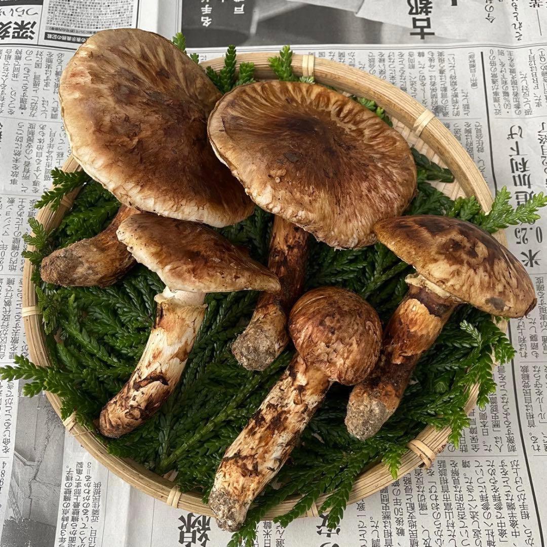 天然松茸 国産 大自然の凛さん採取 その215