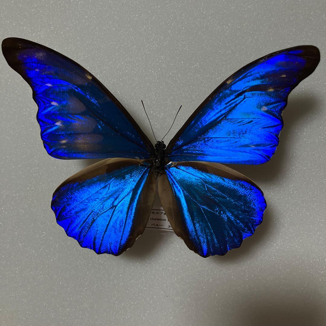 大型ドイツ標本箱（未使用uv） カキカモルフオ