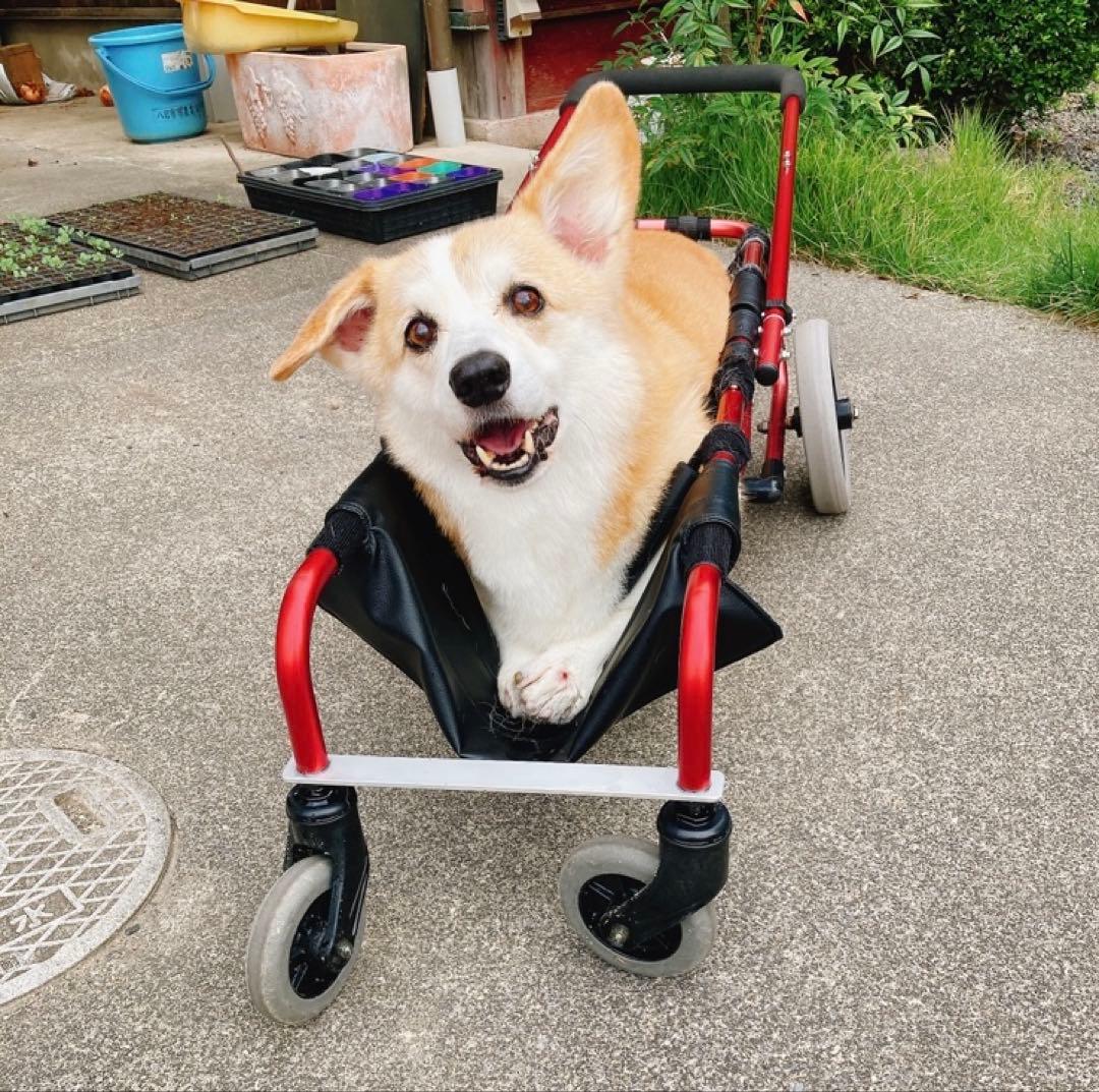 犬用車椅子　介助歩行器　コーギー用