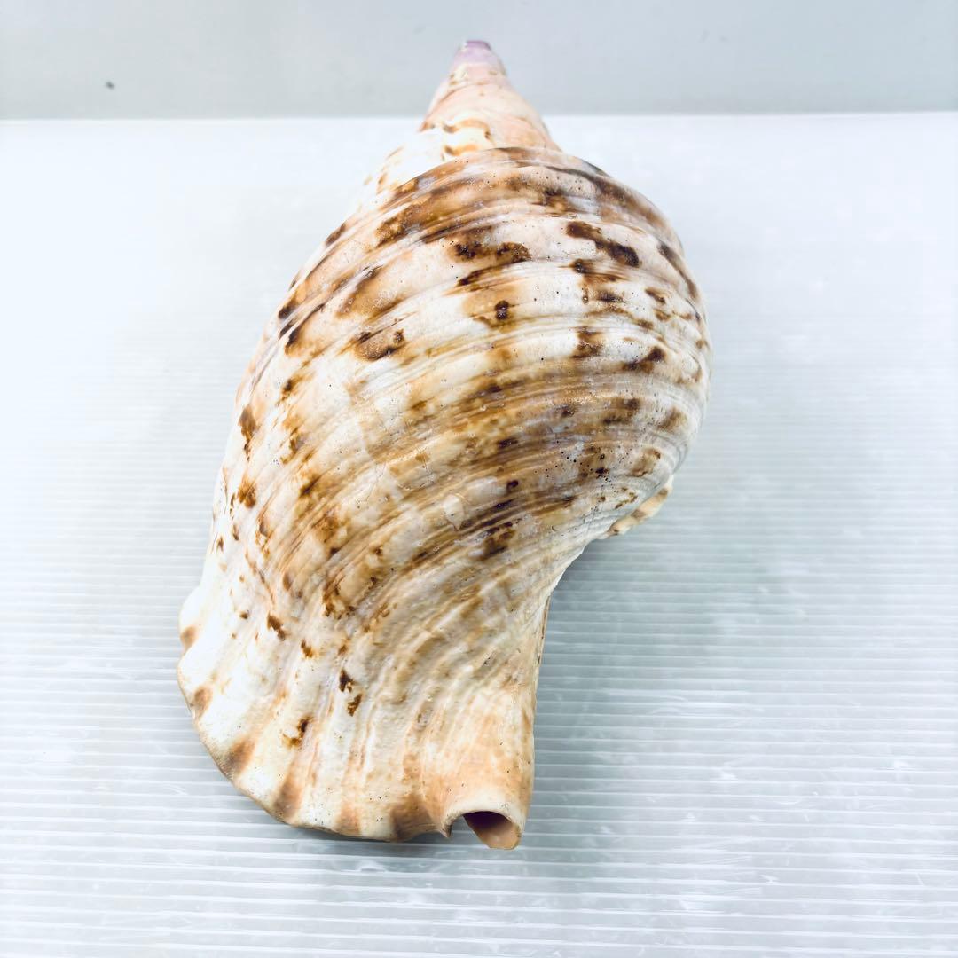 法螺貝　ホラ貝　約32cm 山伏　笛　 ほら貝　 修験道　 和楽器