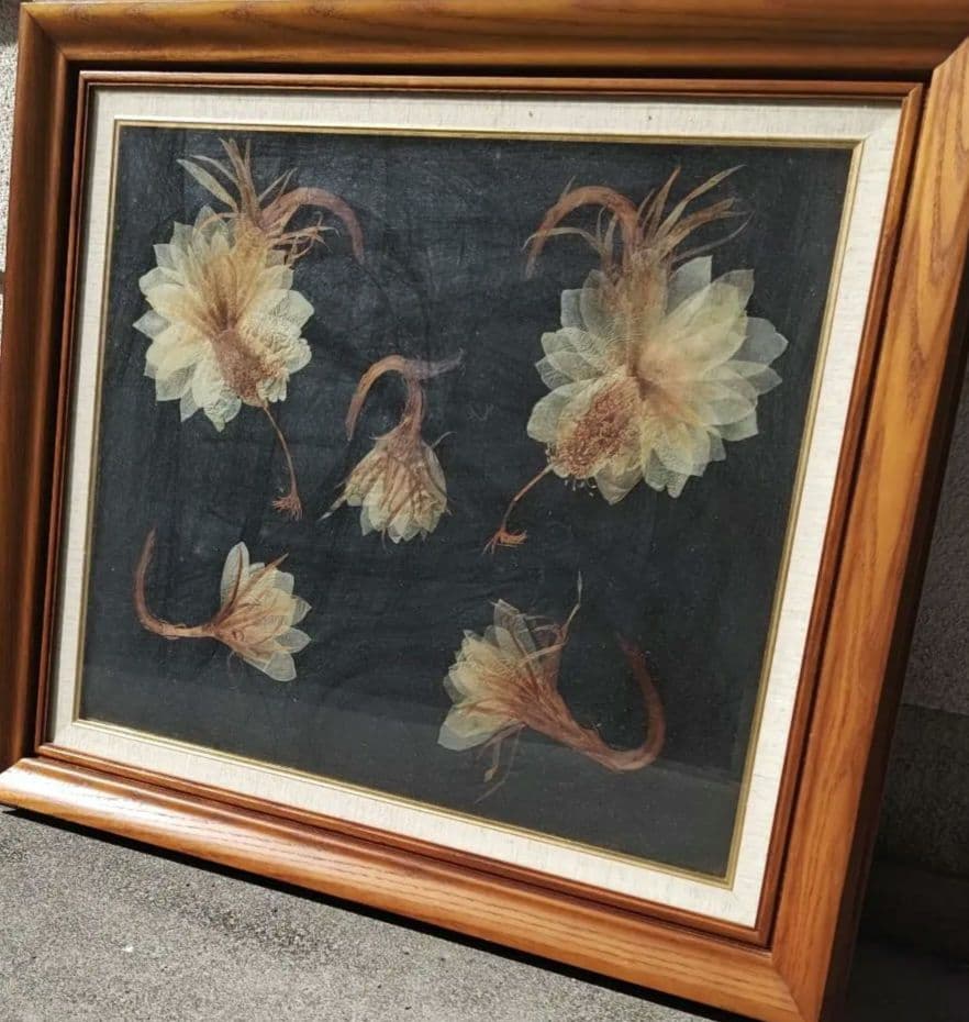 月下美人　押し花　額縁入り　押し花アート　汚れあり