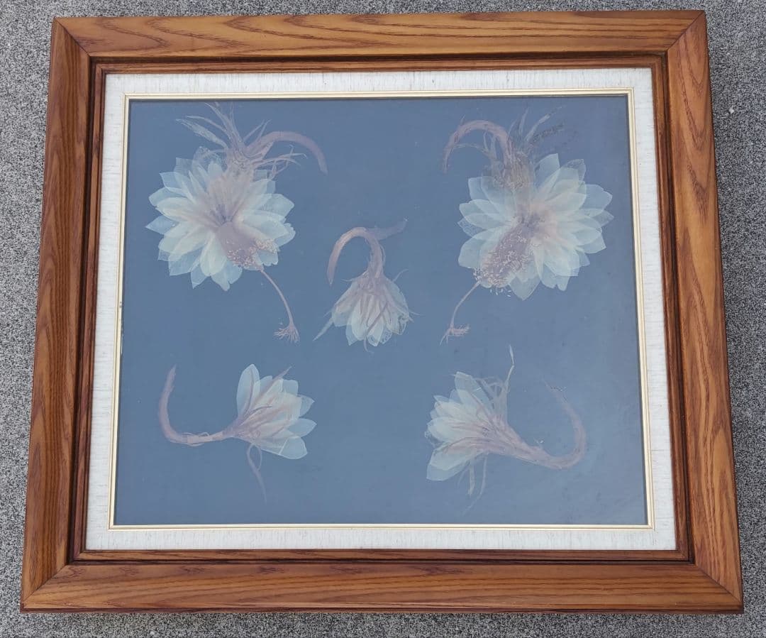 月下美人　押し花　額縁入り　押し花アート　汚れあり