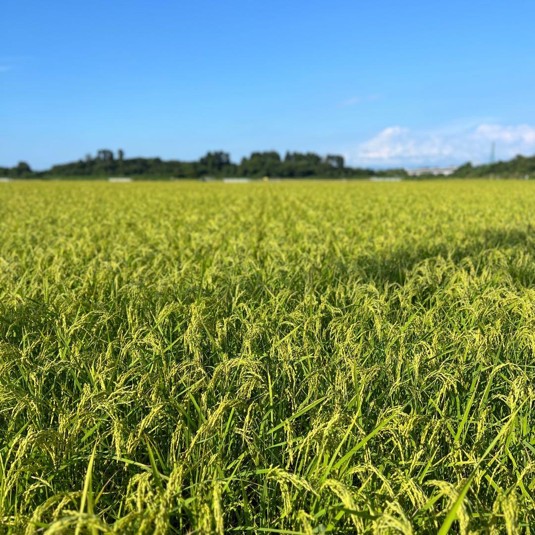 【令和7年産】【一等米】新潟県産従来品種コシヒカリ精米(白米)10kg B⑦