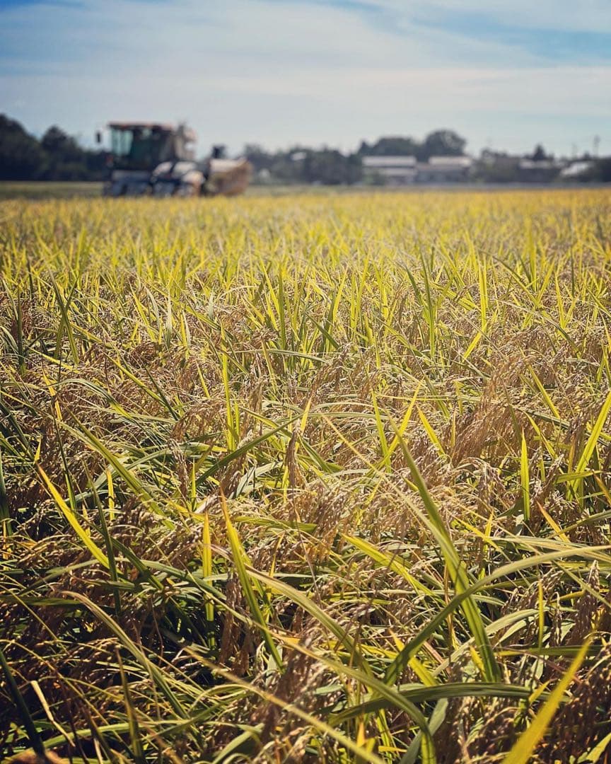 【令和7年産】【一等米】新潟県産従来品種コシヒカリ精米(白米)10kg B⑦