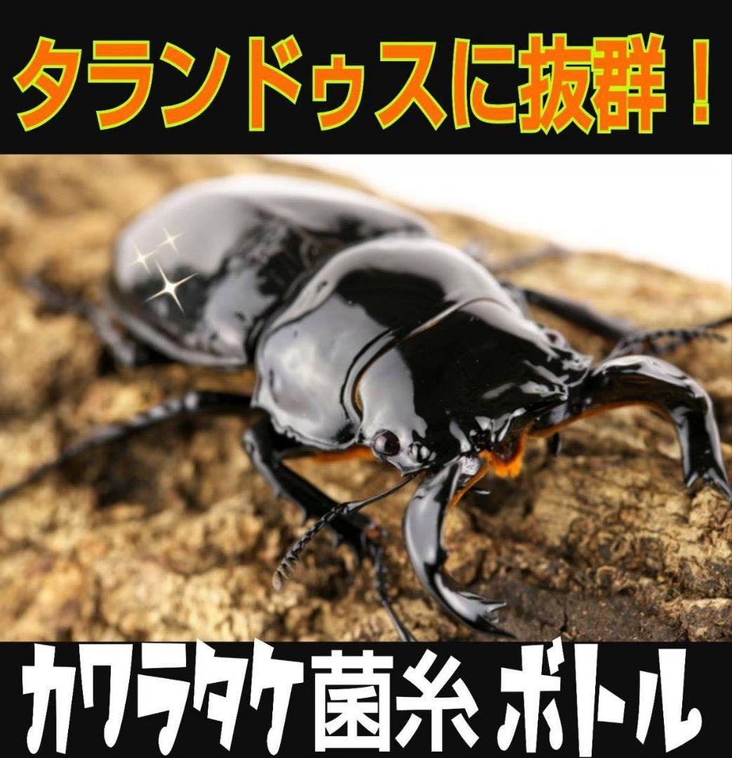 極上！カワラタケ菌糸瓶【10本】特殊アミノ酸強化配合！クワガタ幼虫全般に使えます